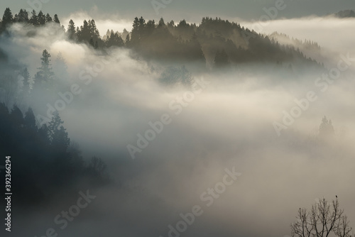 朝霧の里山 © Kazuo Katahira