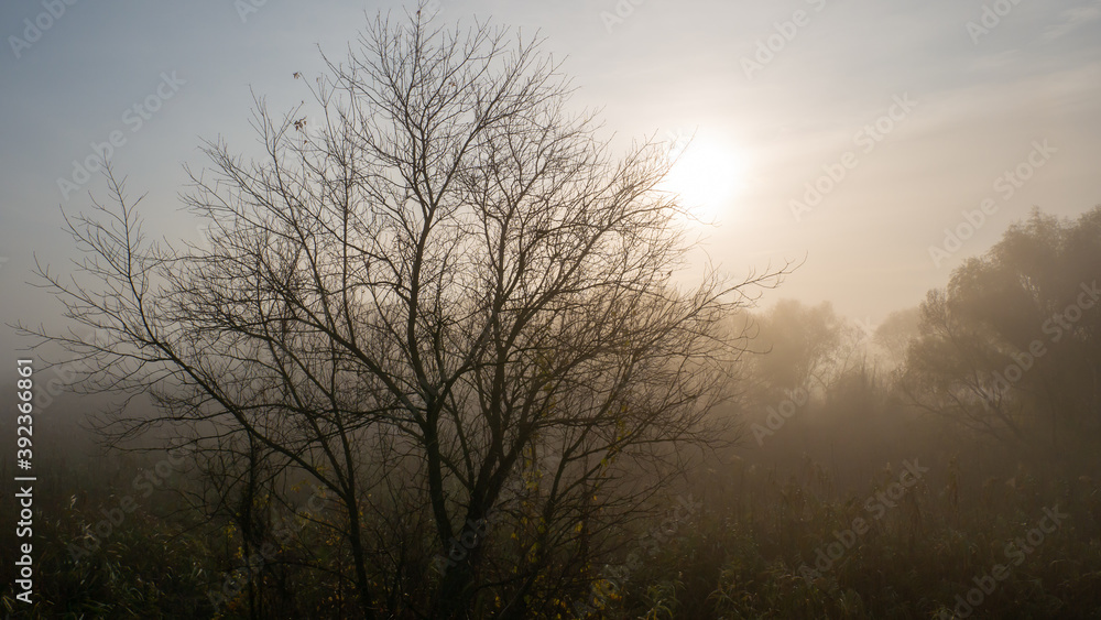 Fototapeta premium Autumn tree without leave in the fog in morning sun