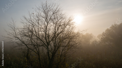 Autumn tree without leave in the fog in morning sun