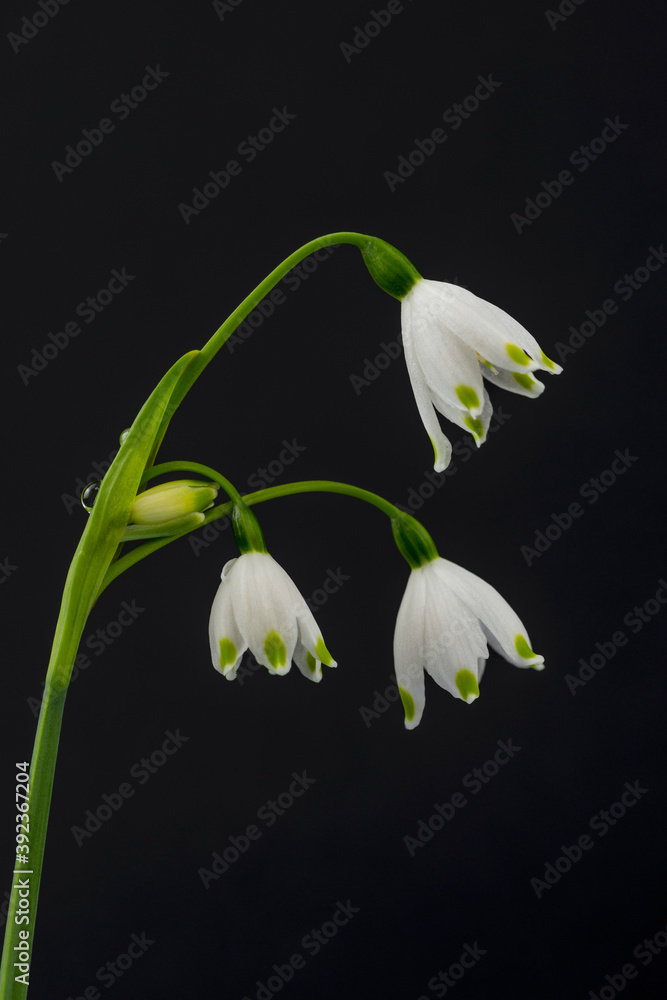 Obraz premium Full blooming of snowflake (Leucojum aestivum) in spring