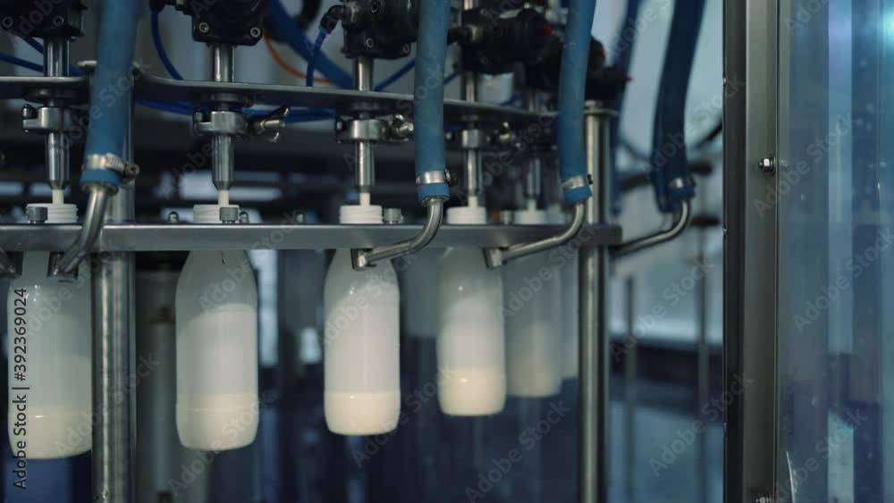 Automatic milk filling of bottles at the dairy plant. Automatic milk filling of bottles at the dairy plant.