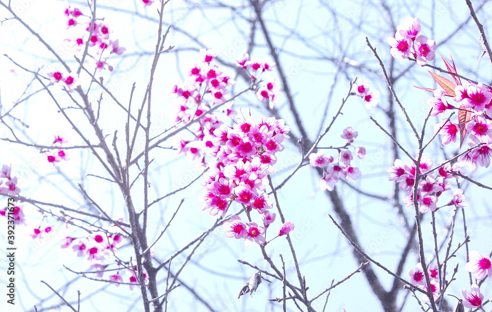 branch with cherry blossom or sakura flower background branch with cherry blossom or sakura flower background