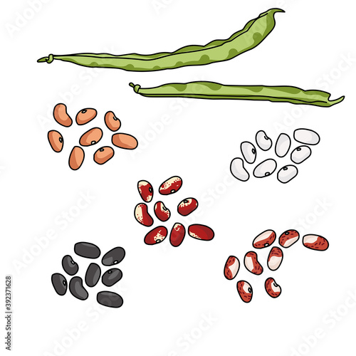 Green haricot bean pods and seed variants of various varieties and colors, dark and light beans, legumes for cooking
