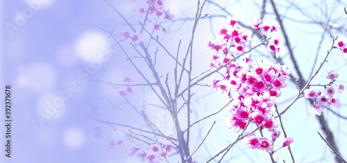 branch with cherry blossom or sakura flower background