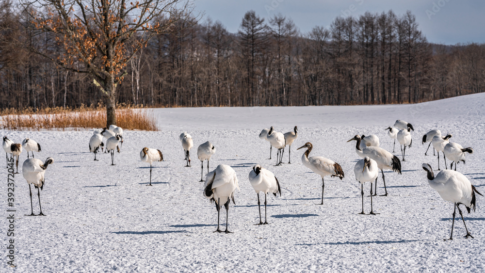 Obraz premium Red-crowned Cranes 
