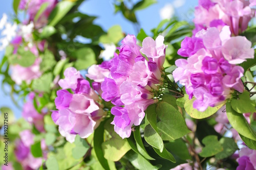 Colorful flowers,Colorful flowers in the garden With green leaf background