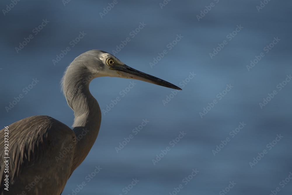 Fototapeta premium White faced Heron in the morning sun light, in Noosa, Queensland.