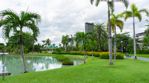 Green grass lawn beside a lake, palm tree on background in garden