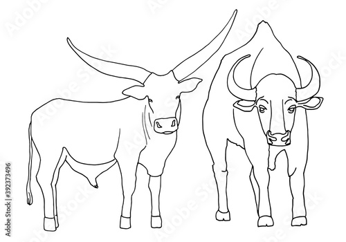 Set sketch of a standing bull with large horns, isolated on a white background. Contour vector illustration for coloring and other design
