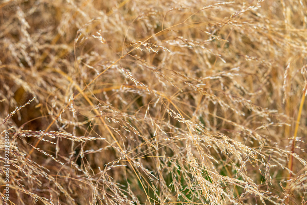 beautiful, unusual, natural, fresh, Golden plant with texture beautiful, unusual, natural, fresh, Golden plant with texture