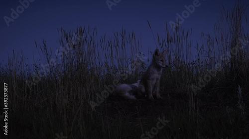 Nocturnal coyote pup walks past resting siblings in field at night, Follow Pan photo