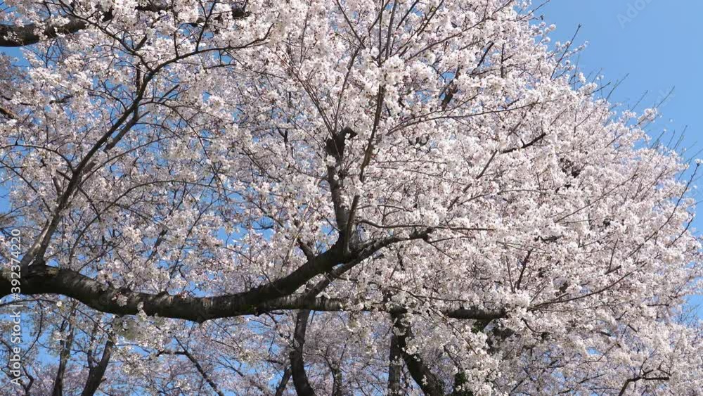 桜 染井吉野 桜 染井吉野