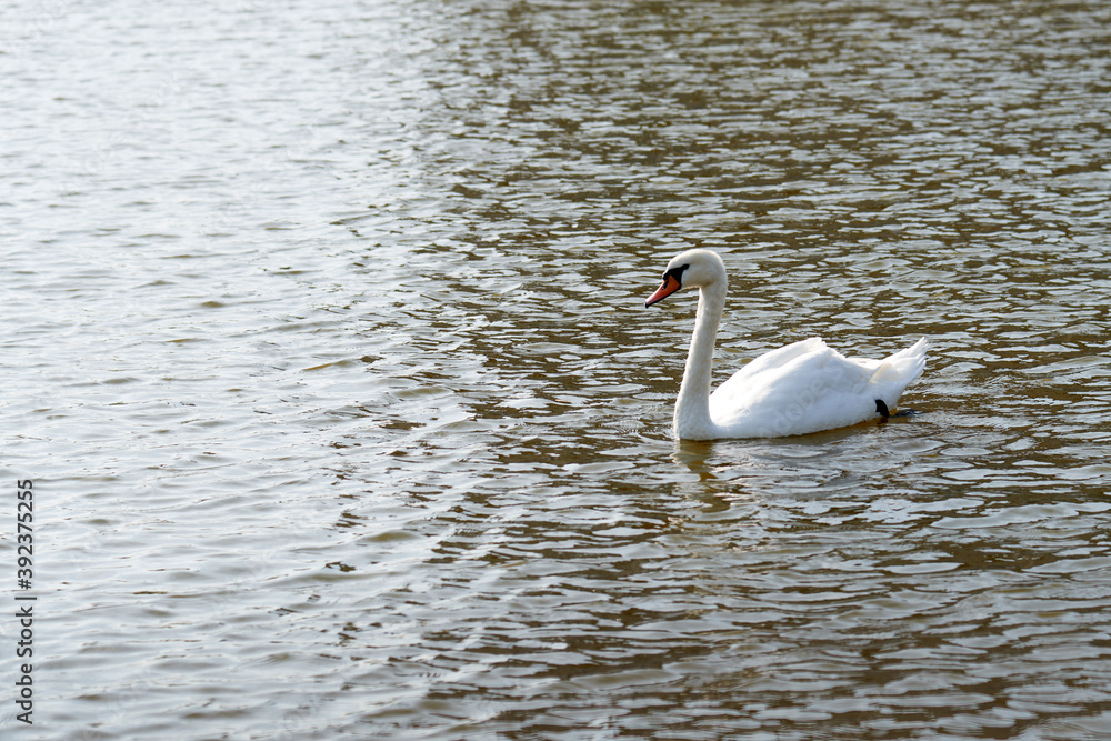 Mute Swan. Large white water bird. Floating on the lake Mute Swan. Large white water bird. Floating on the lake