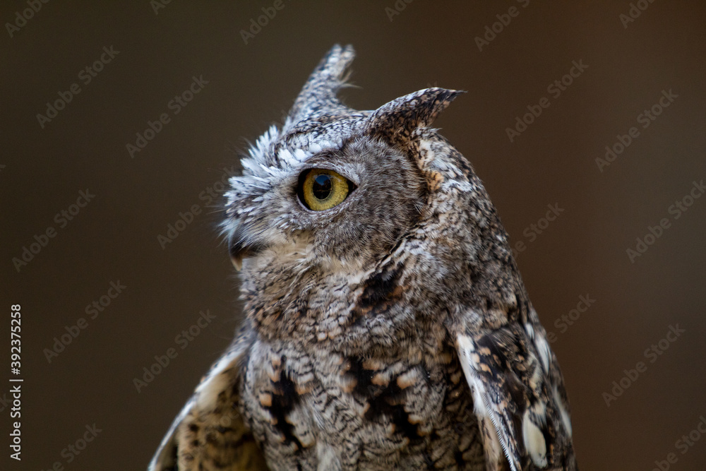 Obraz premium Visiting a little screech owl