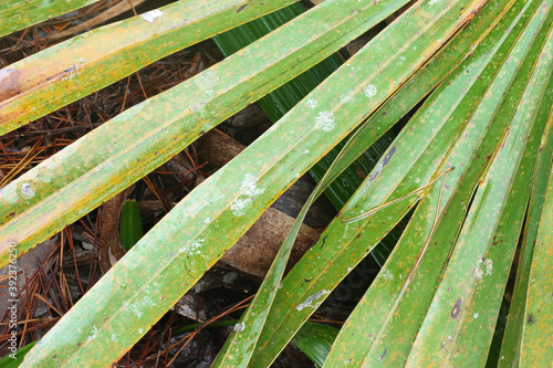 Fotografia Close up of palm leafs in the forest