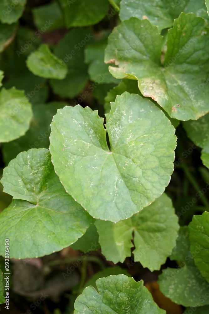 fresh green Centella asiatica plant in nature garden