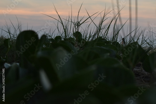 puesta de sol en playa con plantas 