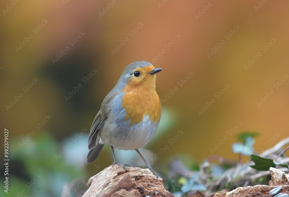 Fototapeta premium Rotkehlchen auf Wurzel