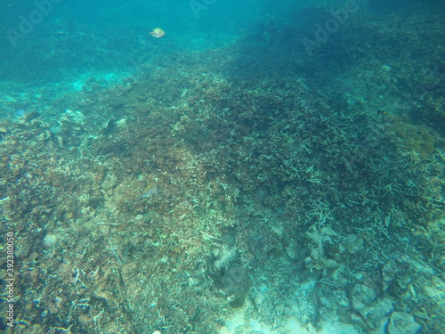 Corals Under The Sea © Alhassan