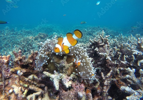 Clown Fish in The Corals