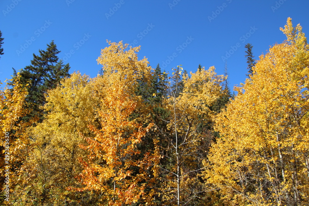 Blaze Of Fall, Government House Park, Edmonton, Alberta Blaze Of Fall, Government House Park, Edmonton, Alberta