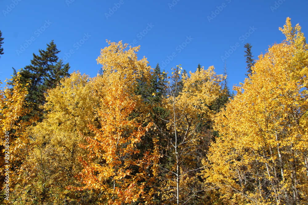 Blaze Of Fall, Government House Park, Edmonton, Alberta