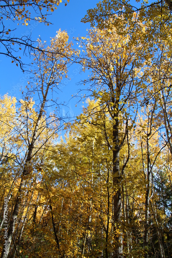 Autumn Fire Above Us, Glenora Ravine, Edmonton, Alberta Autumn Fire Above Us, Glenora Ravine, Edmonton, Alberta