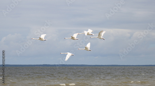 Swans in flight over the lake.