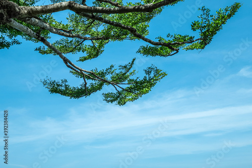 Картината върху платно green leaves shrub and branch of terminalia ivorensis tree from bottom view angl