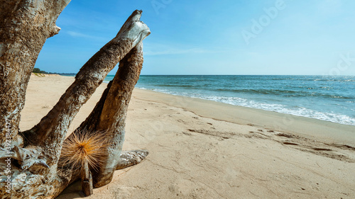 pine wood stump and spinifex flower on white sand beach with clear wave water over blue sky with white clouds a beautiful scene in nature of seascape background photo
