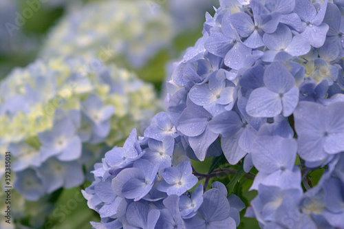 blue hydrangea flowers in garden photo