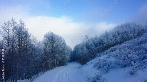 Wallpaper Mural Aerial-Vehicle tracks on snowy road lead to dark corridor of frosty aspen trees with a white low cloud background with blue sky on top. Torontodigital.ca