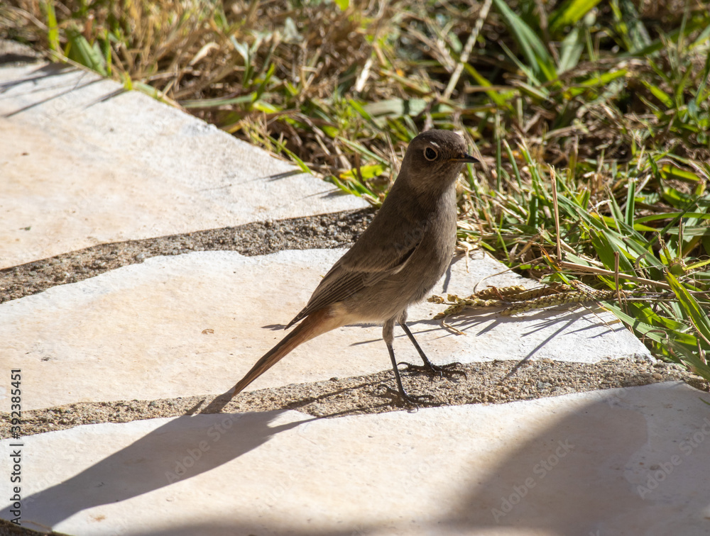Obraz premium young redstart 