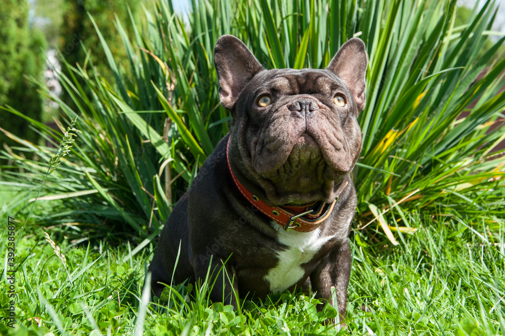 Big brown french bulldog in the green garden. Summer grass