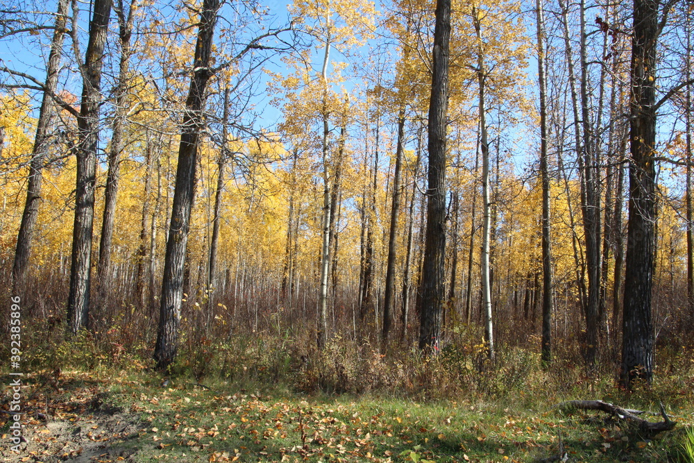 Into Autumns Forest, Elk Island National Park, Alberta Into Autumns Forest, Elk Island National Park, Alberta