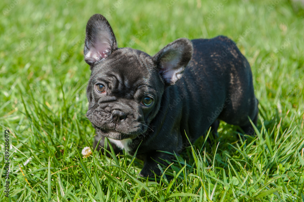 Small black puppy of french bulldog is on the green grass outdoors