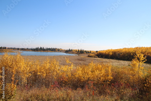 Golden Autumn By Astotin Lake, Elk Island National Park, Alberta