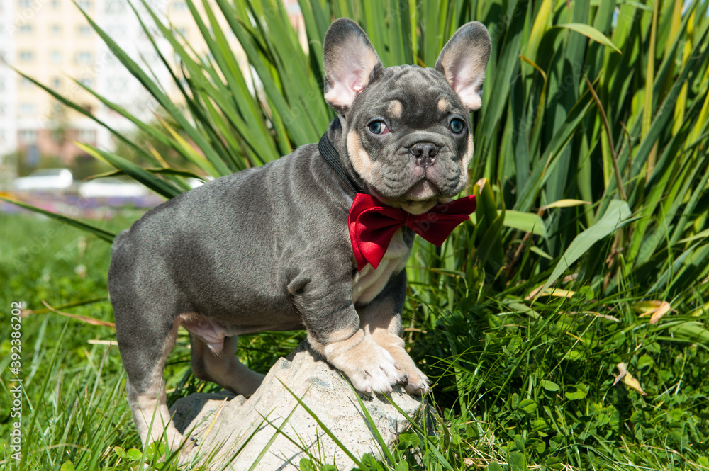 Small grey puppy of french bulldog is on the green grass outdoors.  Red accessory bow tie