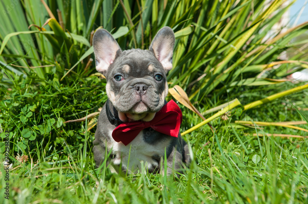 Small grey puppy of french bulldog is on the green grass outdoors.  Red accessory bow tie