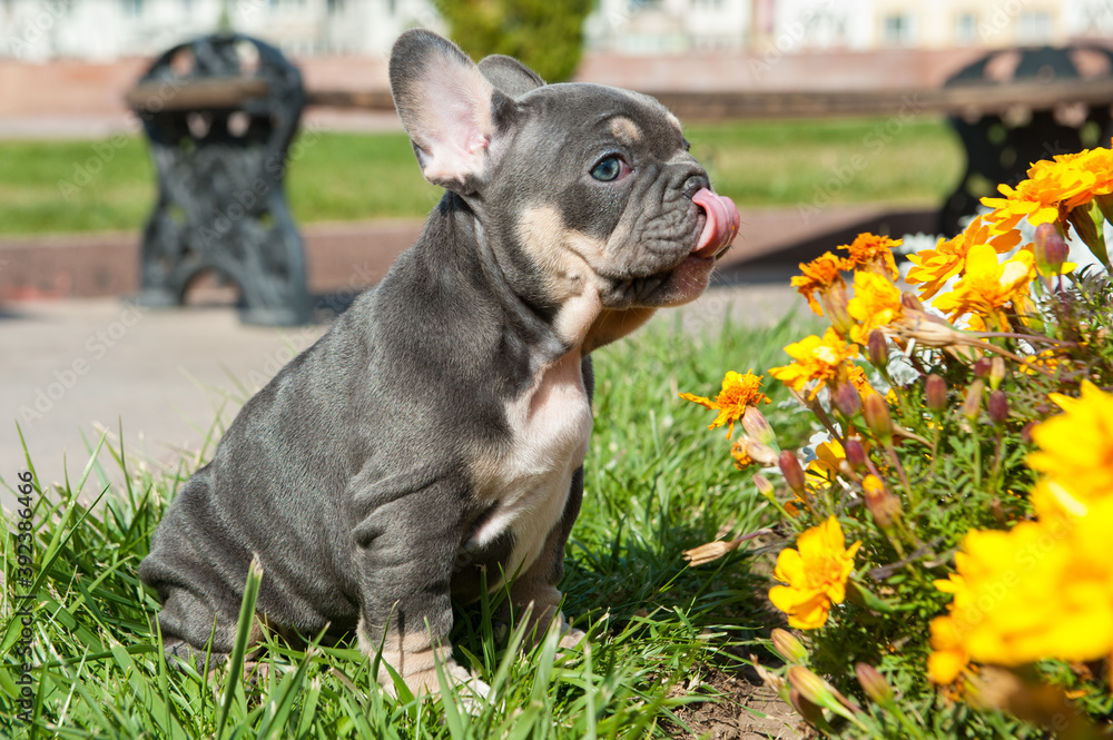 Small grey puppy of french bulldog is on the green grass and yellow flowers  outdoors