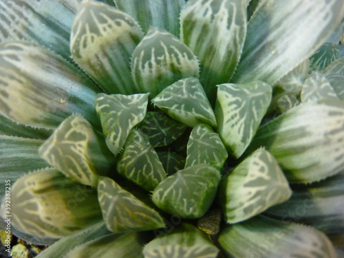 Macro shot of  green a haworthia plant photo