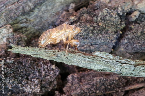 Cicada exoskeleton