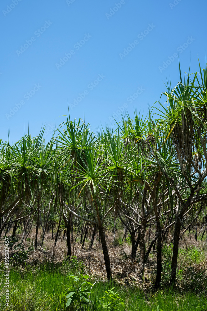 Pandanus spiralis forest in the Northern Territory of Australia Pandanus spiralis forest in the Northern Territory of Australia