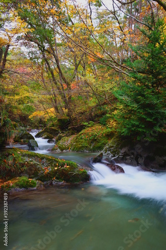 Fototapeta Naklejka Na Ścianę i Meble -  清らかな水が流れる日本の川