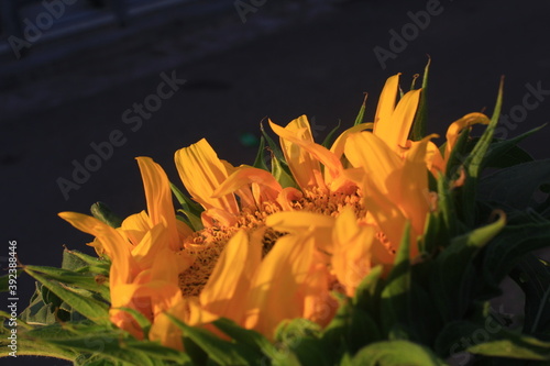 beautiful sun flower when blooming. taken in the morning