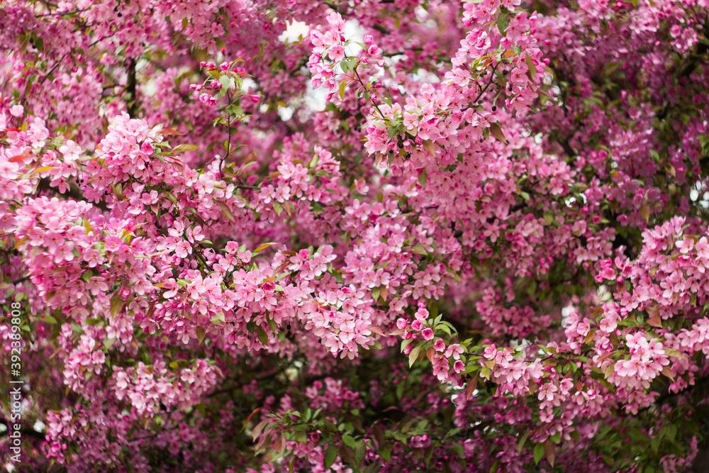 branch with a lot of white and pink flowers. Springtime nature blurry background. The flowers are blurred. Great background for the project