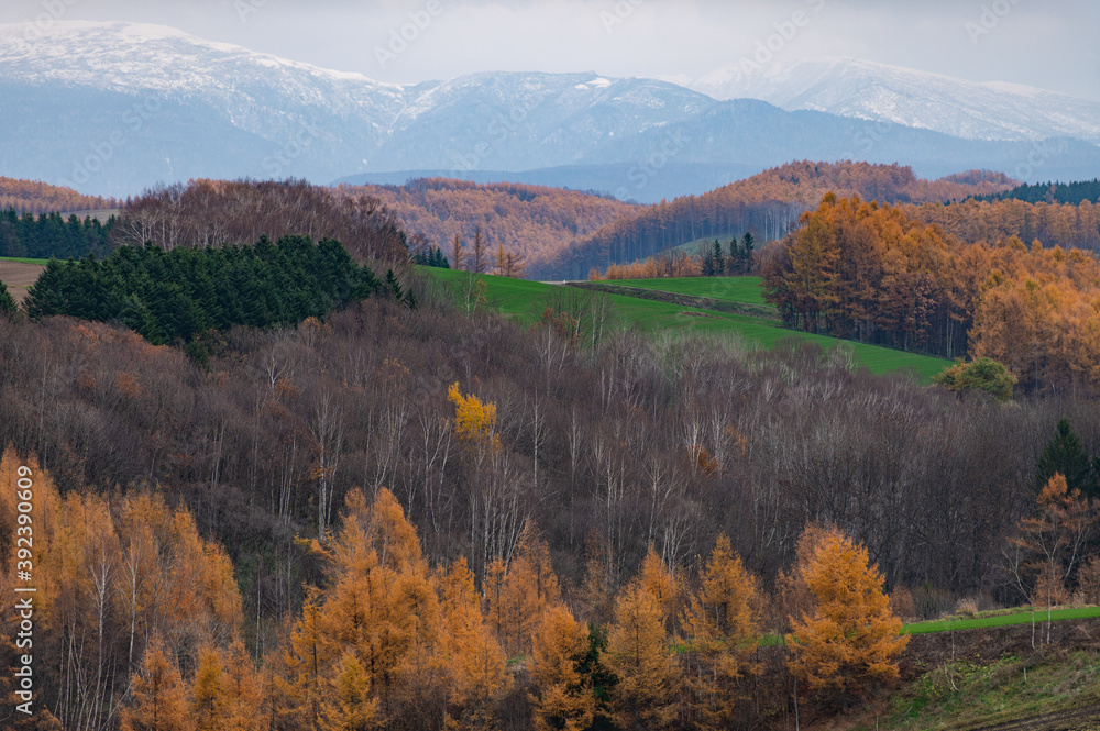 １１月美瑛カラマツ紅葉風景