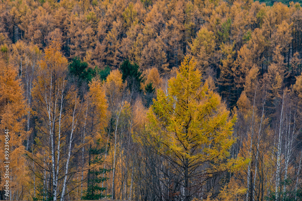 Fototapeta premium １１月美瑛カラマツ紅葉