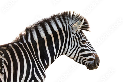 Fototapeta Closeup of a zebra isolated on a white background