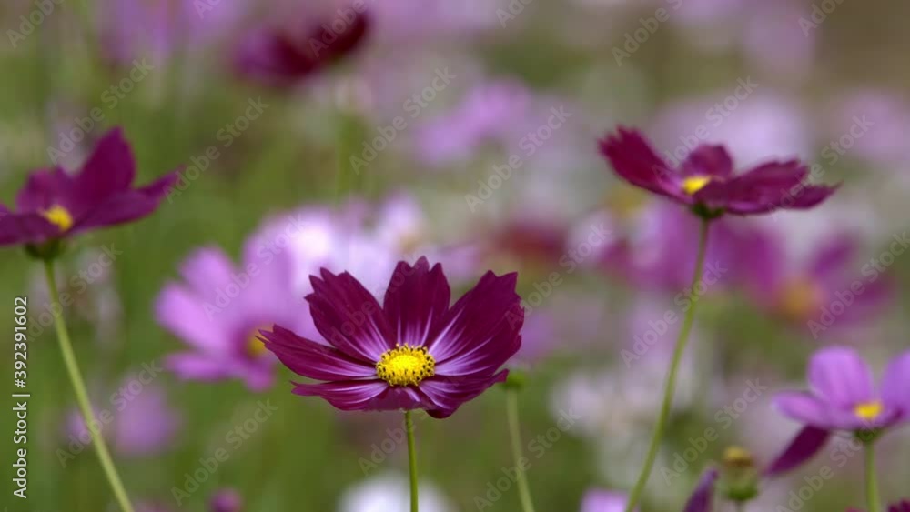Cosmos Flowers group in garden Cosmos Flowers group in garden